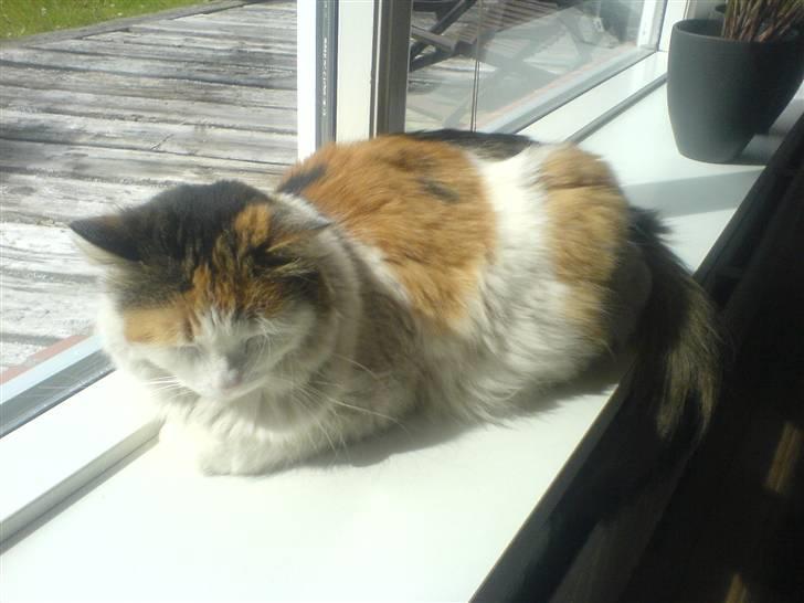 Norsk Skovkat Luske - Velkommen til Luskes profil. Alle billederne er copyright ´ så tager i dem kan jeg melde jer ! Da disse billeder er af min helt egen kat , og jeg selv har taget dem ALLESAMMEN.  billede 1