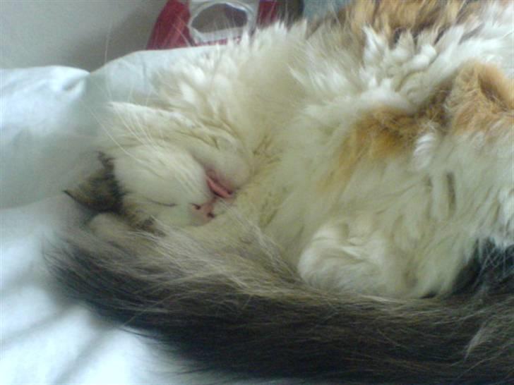 Norsk Skovkat Luske - Putte missen når hun sover ´´ rækker tunge ´´ <3 jegelskerdigminegenskat <3 billede 2