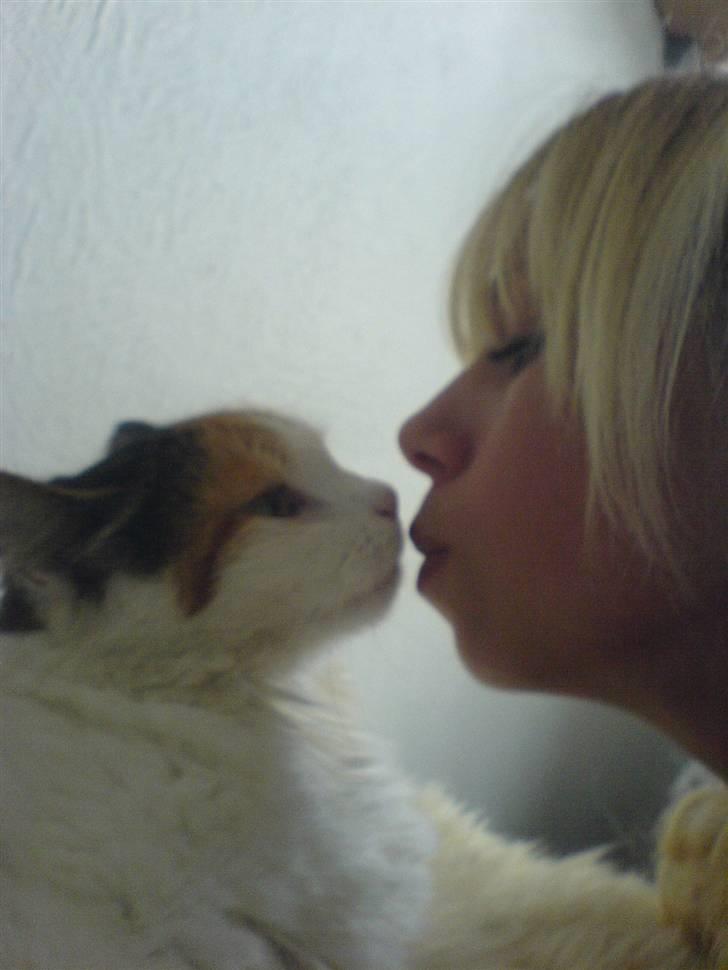 Norsk Skovkat Luske - Luske ELSKER at blive kysset på kinderne ig hovedet hele tiden .. jegelskerdigminegenskat <3 billede 3