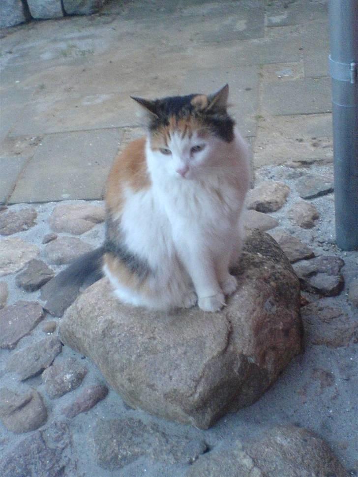 Norsk Skovkat Luske - Her sidder hun på en sten lige udenfor mit vindue (: jegelskerdigminegenskat <3 billede 4