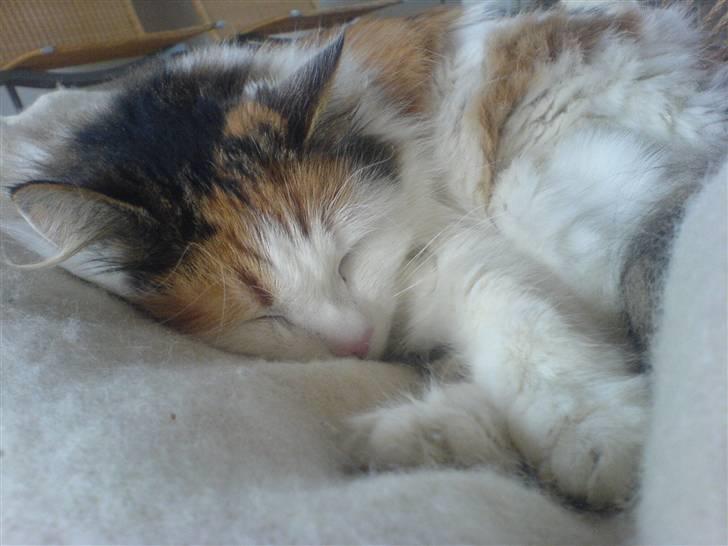 Norsk Skovkat Luske - Luske sover i sin ´´kurv´´ vores dyre italienske stol :p jegelskerdigminegenskat <3 billede 5