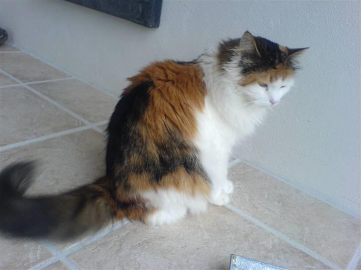 Norsk Skovkat Luske - Lige stået op , ser også lidt mulet ud :´) jegelskerdigminegenskat <3 billede 6