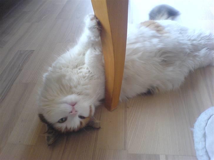 Norsk Skovkat Luske - Gør sig lige til på gulvet :D jegelskerdigminegenskat <3 billede 7