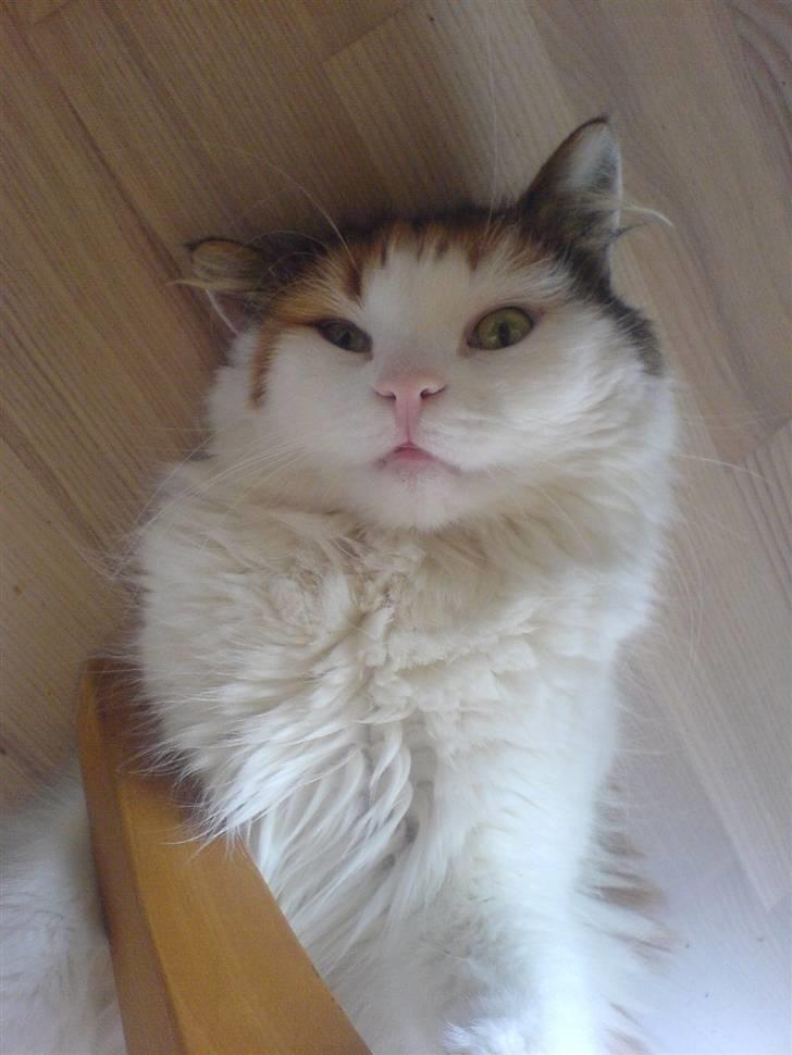 Norsk Skovkat Luske - SMIIIIL til fotografen (: jegelskerdigminegenskat <3 billede 8