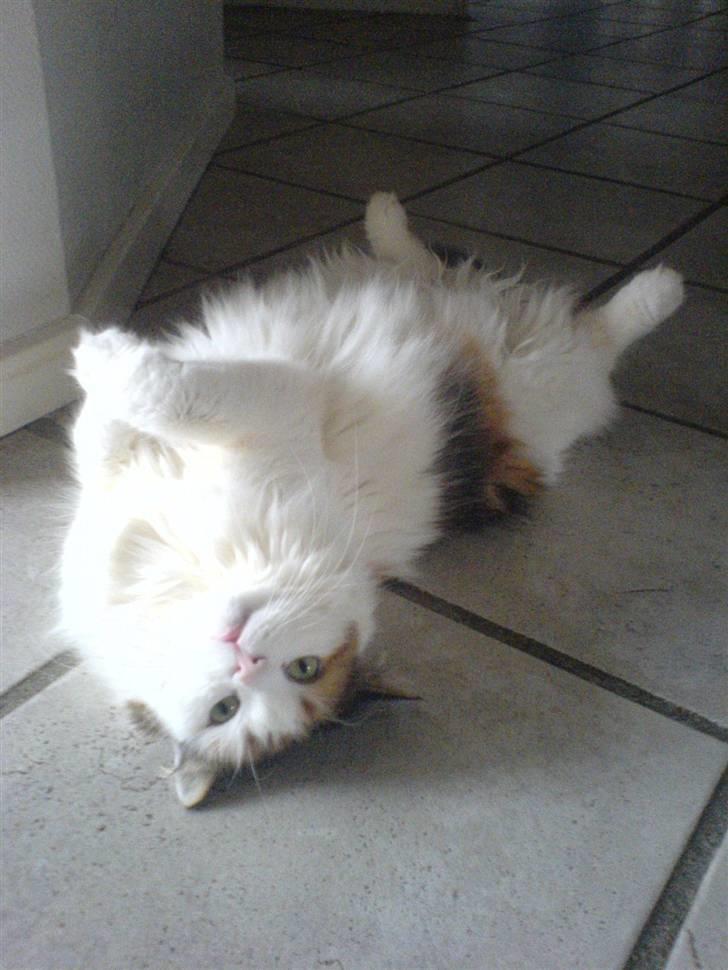 Norsk Skovkat Luske - Dette er det bedste billede jeg har af hende (: Hun elsker at ligge på ryggen MIDT i det hele altid, og når man prøver at komme forbi så fanger hun ud efter ens fødder :p jegelskerdigminegenskat <3 billede 9