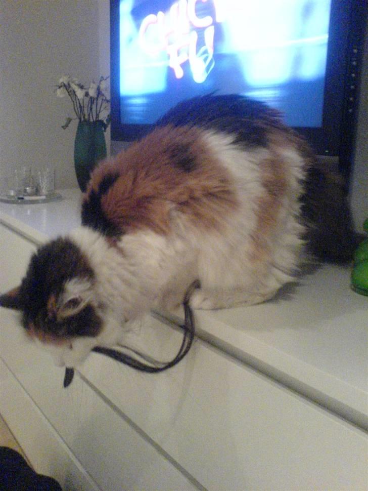Norsk Skovkat Luske - Her prøver min nusse at stjæle mine extensions ´ der er nemlig meget spændende ..  jegelskerdigminegenskat <3 billede 10