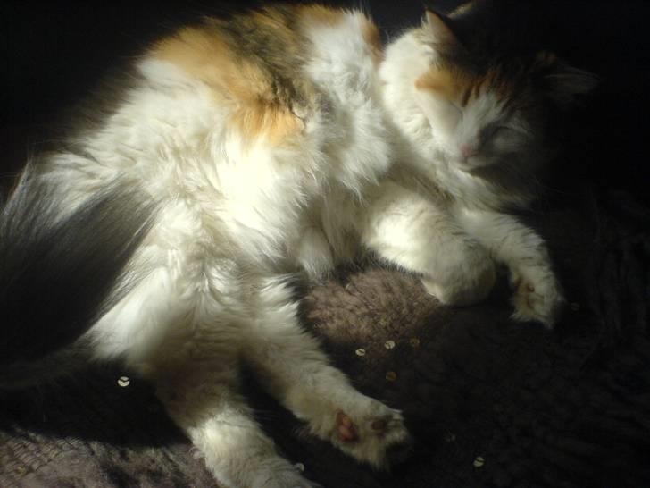 Norsk Skovkat Luske - Min bamse ´ er hun ikke lækker ? <3 jegelskerdigminegenskat <3 billede 11