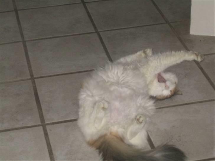 Norsk Skovkat Luske - uuuh ´ vi strææææækker os , (: jegelskerdigminegenskat <3 billede 12