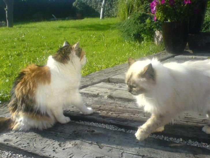 Norsk Skovkat Luske - Her er luske sammen med naboen ( bedste veninden ) Sissi ´ som er Hellig Birma (: Den eneste kat luske tillader at være sammen med (: jegelskerdigminegenskat <3 billede 13