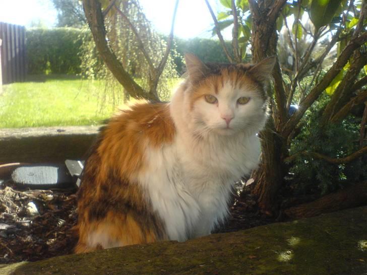 Norsk Skovkat Luske - Hej skat <3 jegelskerdigminegenskat <3 billede 14