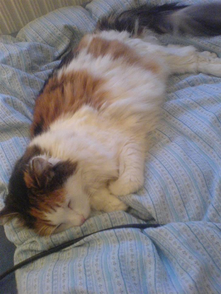 Norsk Skovkat Luske - Nåårh ´ når hun ligger og putter sammen med mig <3 jegelskerdigminegenskat <3  billede 15