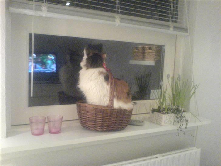 Norsk Skovkat Luske - Luske elsker små kurve og kasser (: og hun VIL og SKAL bæres rundt flere timer (: hun elsker at sidde der og kigge (: jegelskerdigminegenskat <3  billede 16