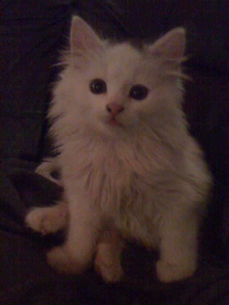 Blanding af racer Blobber R.I.P. :'( <3 billede 1