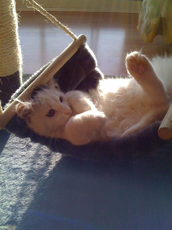 Blanding af racer Blobber R.I.P. :'( <3 billede 3