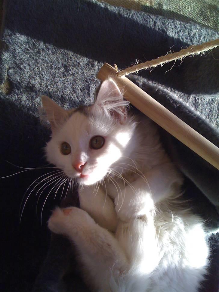 Blanding af racer Blobber R.I.P. :'( <3 billede 4