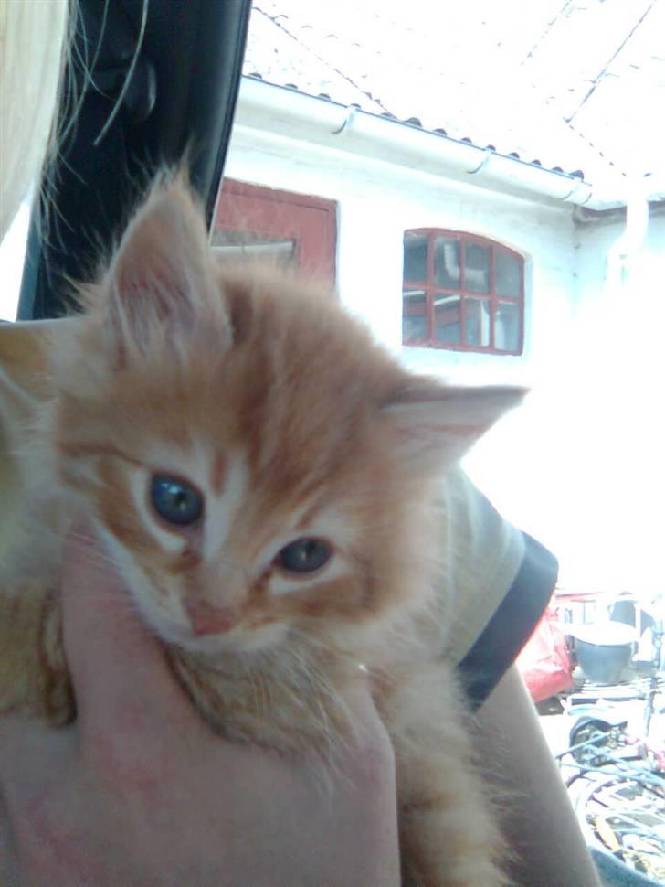 Blanding af racer Garfild/Miv - Som killing billede 17