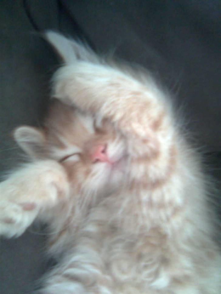 Blanding af racer Garfild/Miv - som Killing billede 18