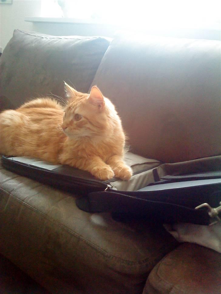 Blanding af racer Garfild/Miv - Som han ser ud idag  billede 19