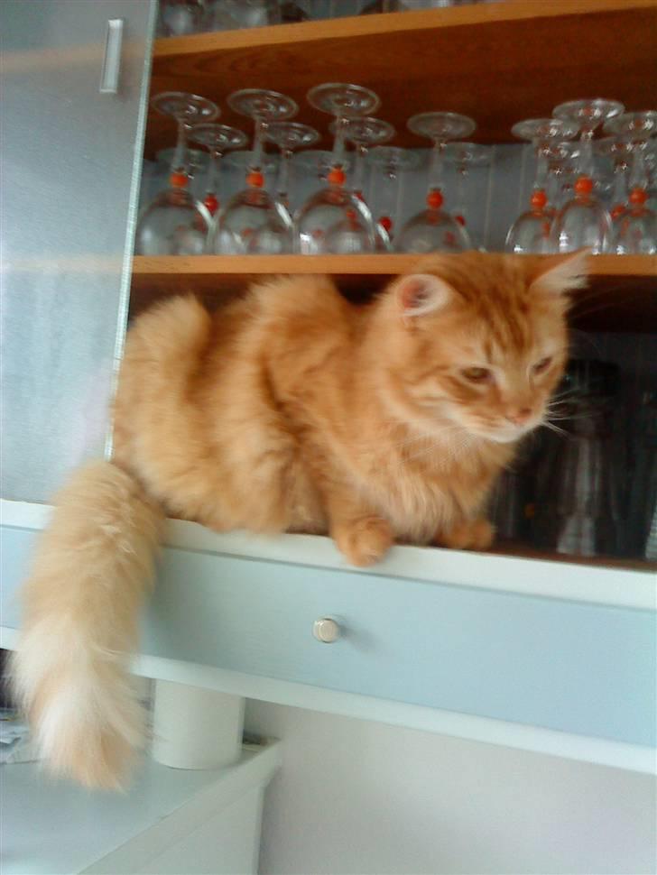 Blanding af racer Garfild/Miv billede 20