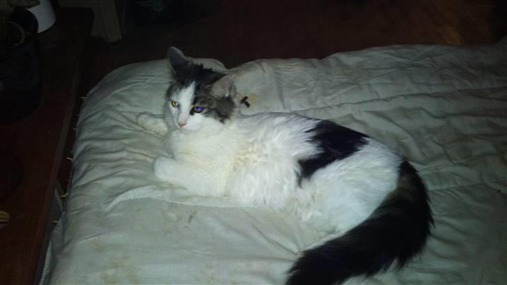 Maine Coon Ludwig billede 1