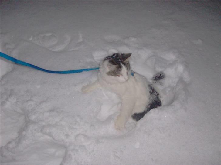 Maine Coon Ludwig billede 2