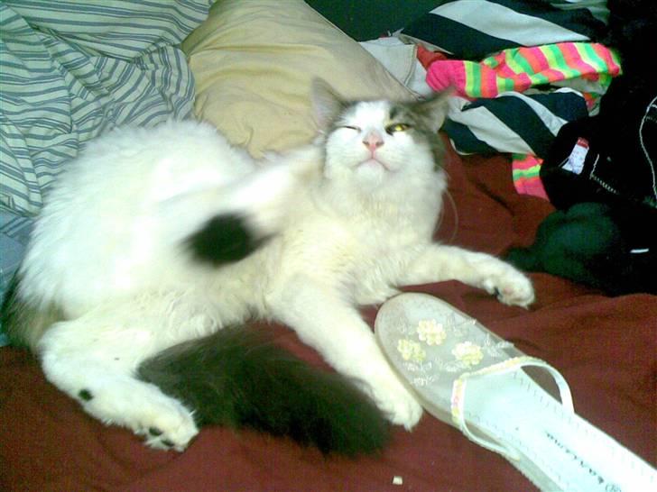 Maine Coon Ludwig billede 4