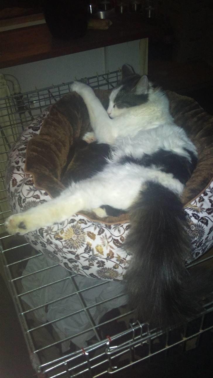 Maine Coon Ludwig billede 5