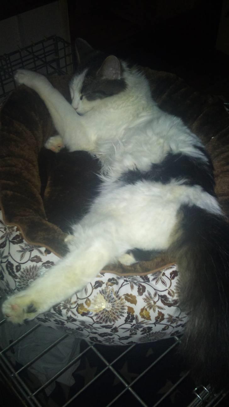 Maine Coon Ludwig billede 6