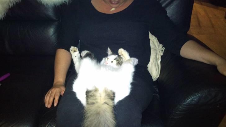 Maine Coon Ludwig - Lidt mærkelig afslapning ;D billede 7