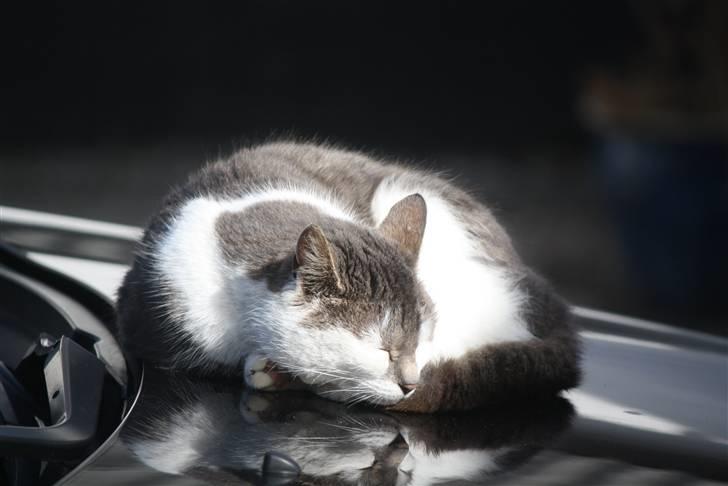 Blanding af racer KISSER billede 3