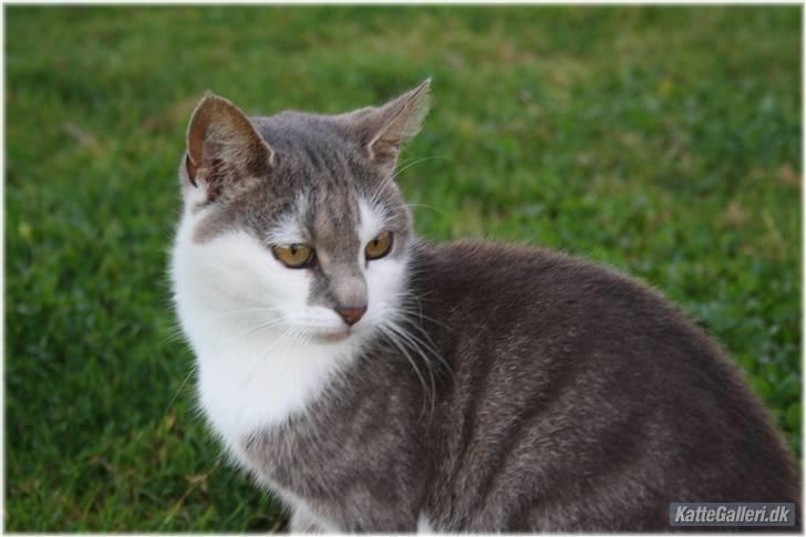 Blanding af racer KISSER billede 7