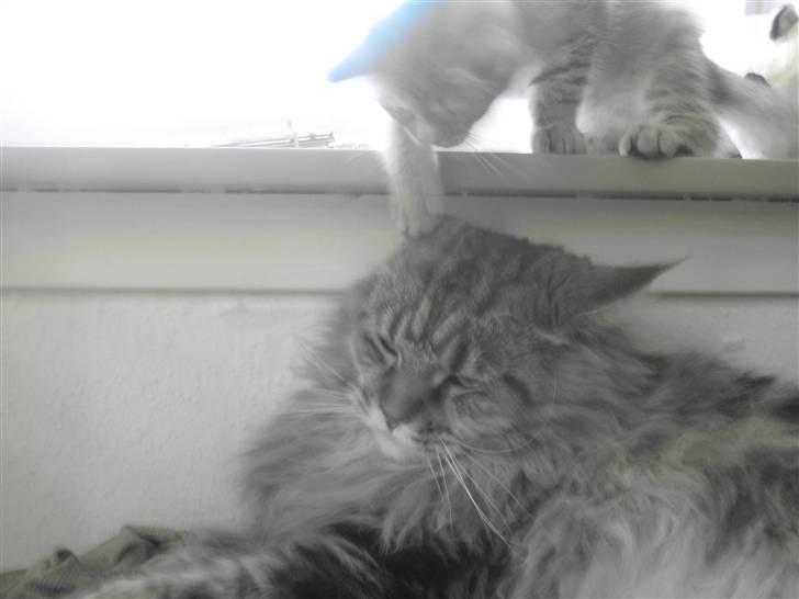 Maine Coon Raman Bhajo (Rasmus) billede 7