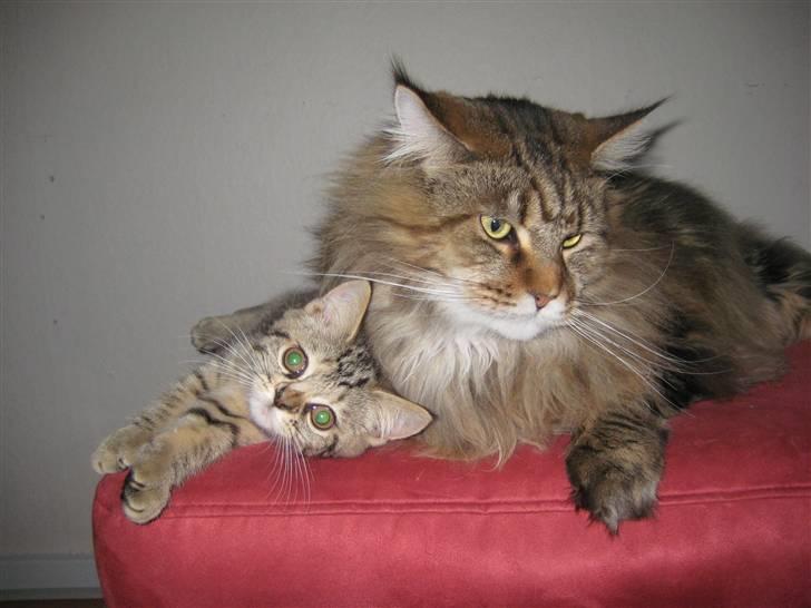 Maine Coon Raman Bhajo (Rasmus) billede 8