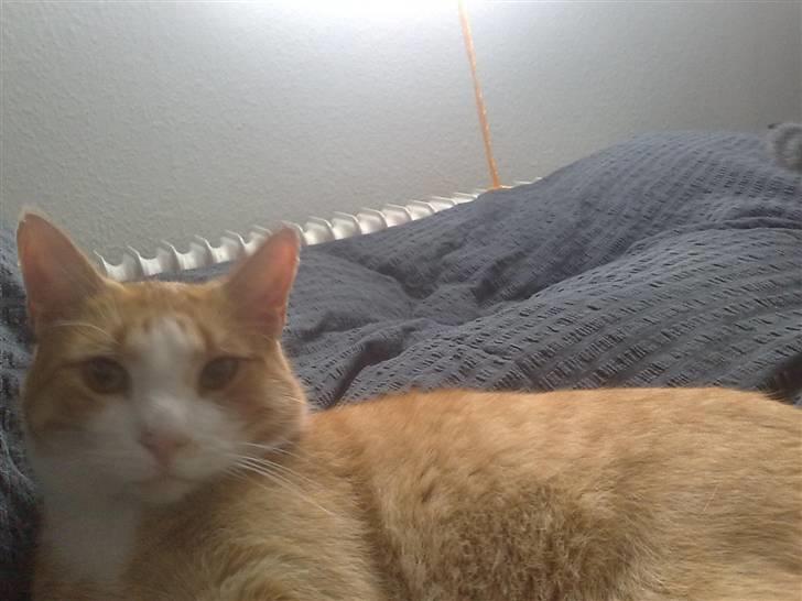 Huskat Garfield - Dejlige Garfield....synd man ikke kan høre ham spinde billede 1