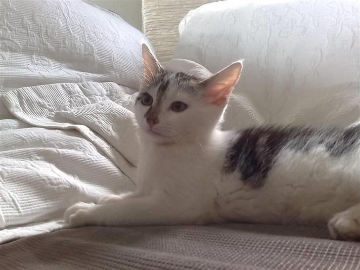 Huskat Olfert - Lille Olfert.....et par dage efter vi fik ham billede 1