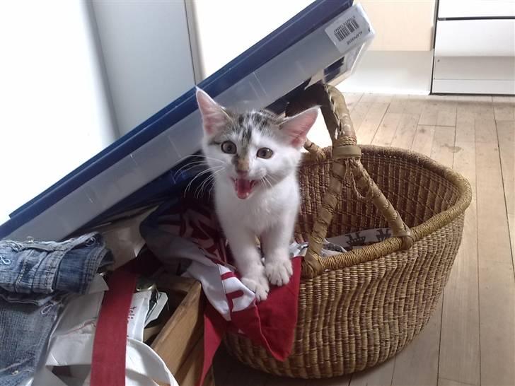 Huskat Olfert - Kurven er stadig et hit.....ligesom kasser, æsker, spande og alt andet man kan kravle ned i billede 2