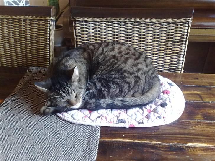 Huskat Rasmus - Min datters dækkeserviet er den bedste... :o) billede 1