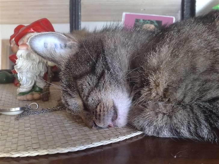 Huskat Rasmus - Bare det sjoveste billede af ham......på klaveret - yndlingspladsen. billede 2