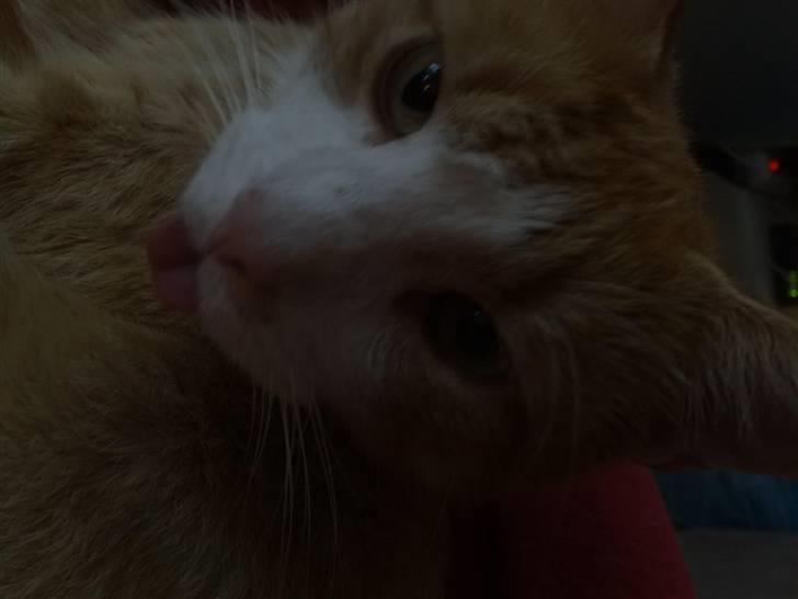 Huskat Garfield - Den lille frækkert......(sorry....jeg kan ikke vende billedet rigtig) billede 3