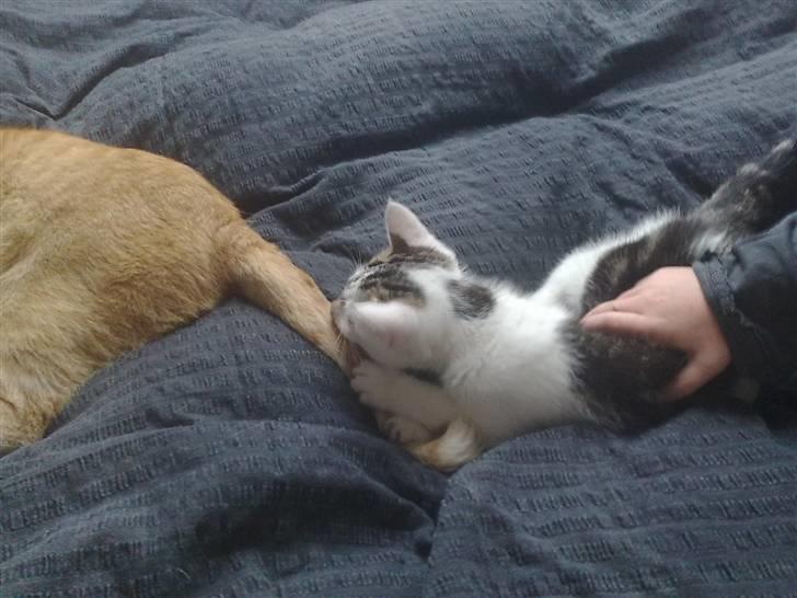 Huskat Olfert - Garfields hale......YNDLINGSLEGETØJ billede 3