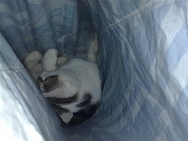 Huskat Olfert - Poser er også en meget sjov opfindelse billede 4