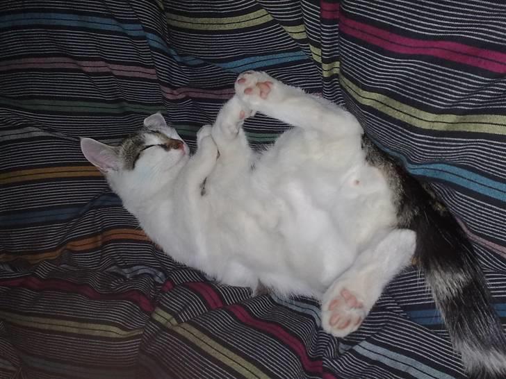 Huskat Olfert - Gået total kold.....det er hårdt at være legesyg og nysgerrig billede 5