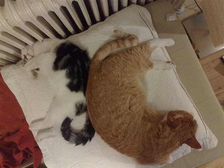 Huskat Garfield - Yndlingsbilledet af de to.....fællesputning <3 billede 4