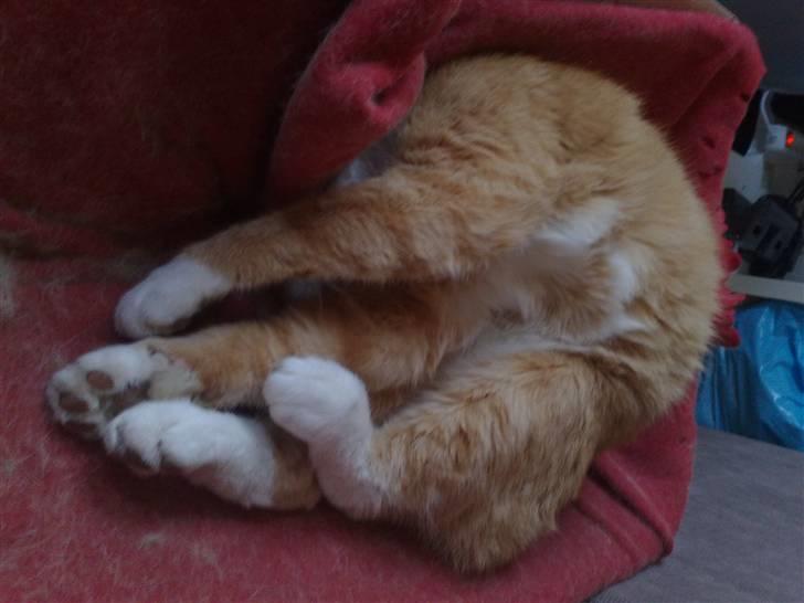 Huskat Garfield - kat uden hoved??? billede 5