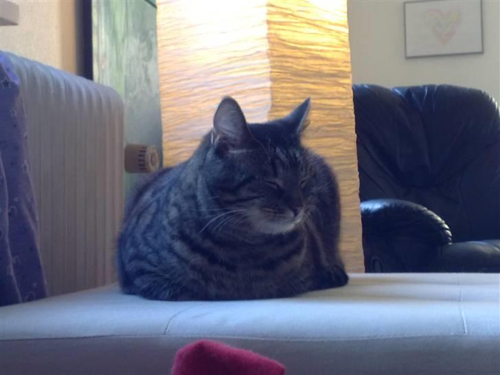 Huskat Rasmus - Rasmus da vi lige havde fået ham.....han har tabt sig et par kilo siden billede 3