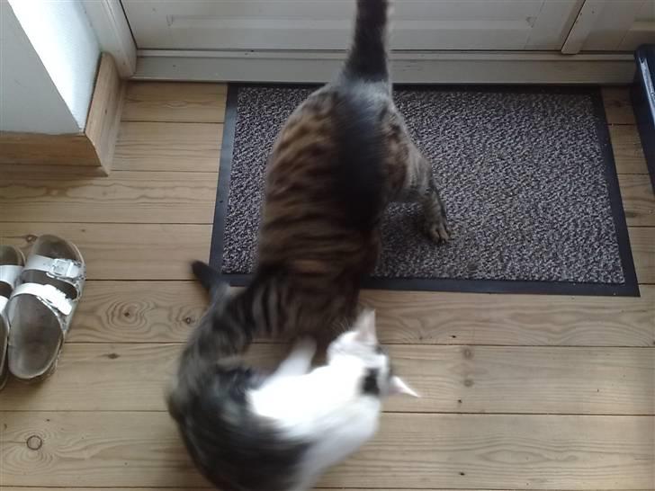 Huskat Rasmus - Tja......det er ike nemt at komme ind i en familie som har en bandit i forvejen :) billede 4