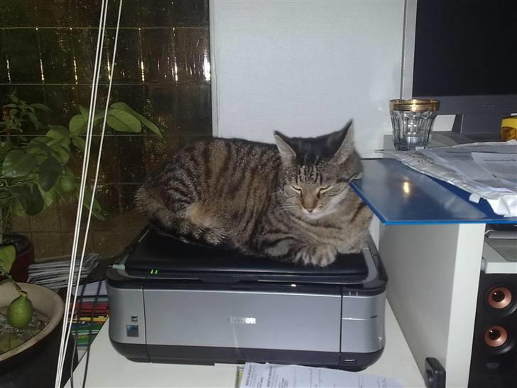 Huskat Rasmus - Printeren er også et godt sted når den er tændt.....deeeeejlig varm :) billede 5