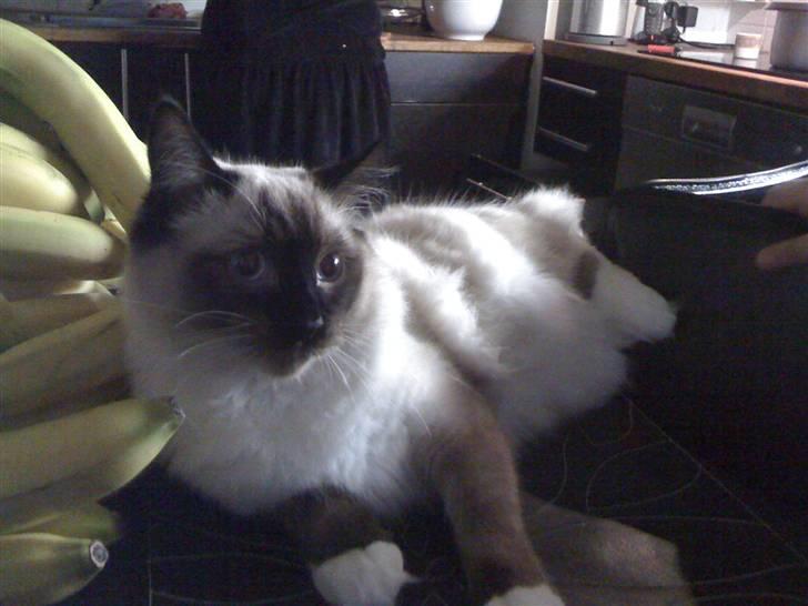 Ragdoll Simba billede 9