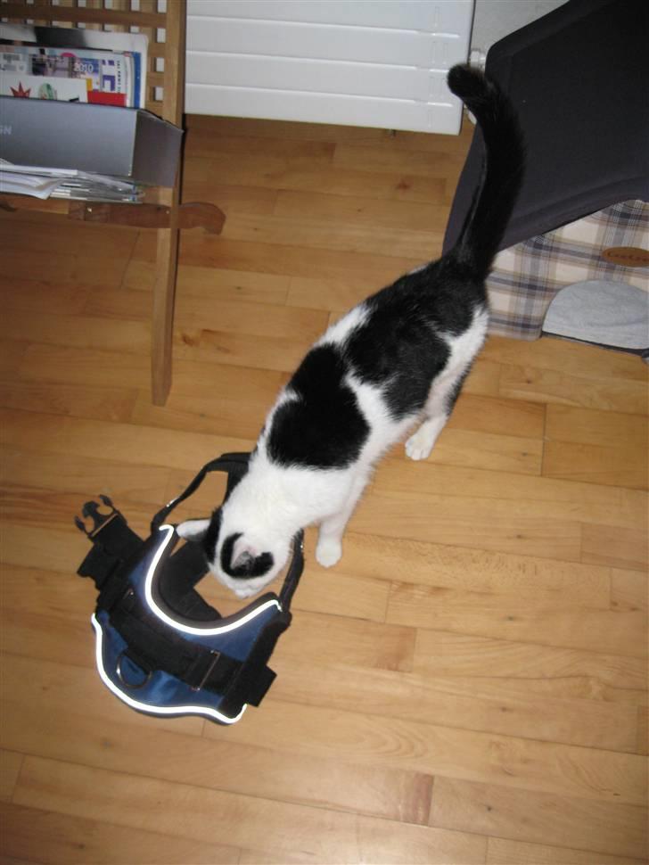 Huskat Vincent *R.I.P.1.-7.2010* - Ja, Vincent, jeg er helt sikker på, den er for stor til dig! billede 15