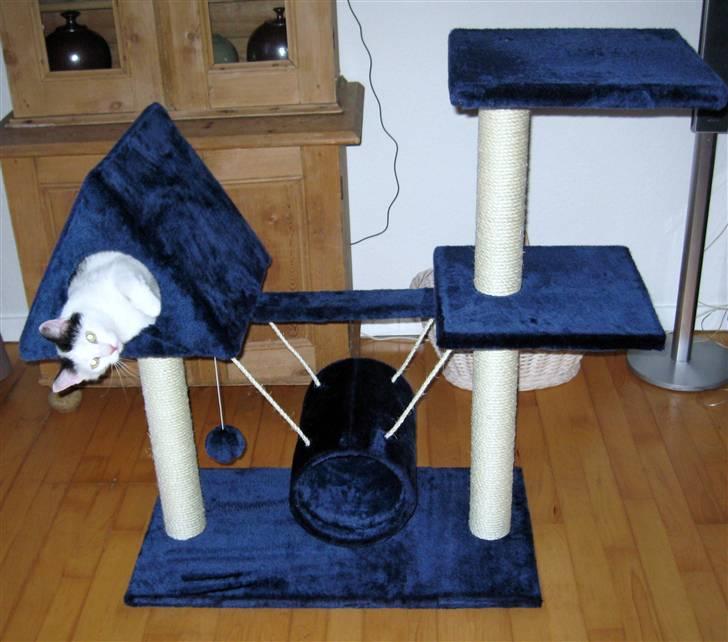 Huskat Vincent *R.I.P.1.-7.2010* - Se selv, jeg kan lige præcis være herinde! billede 16